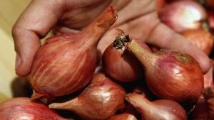 Shallots